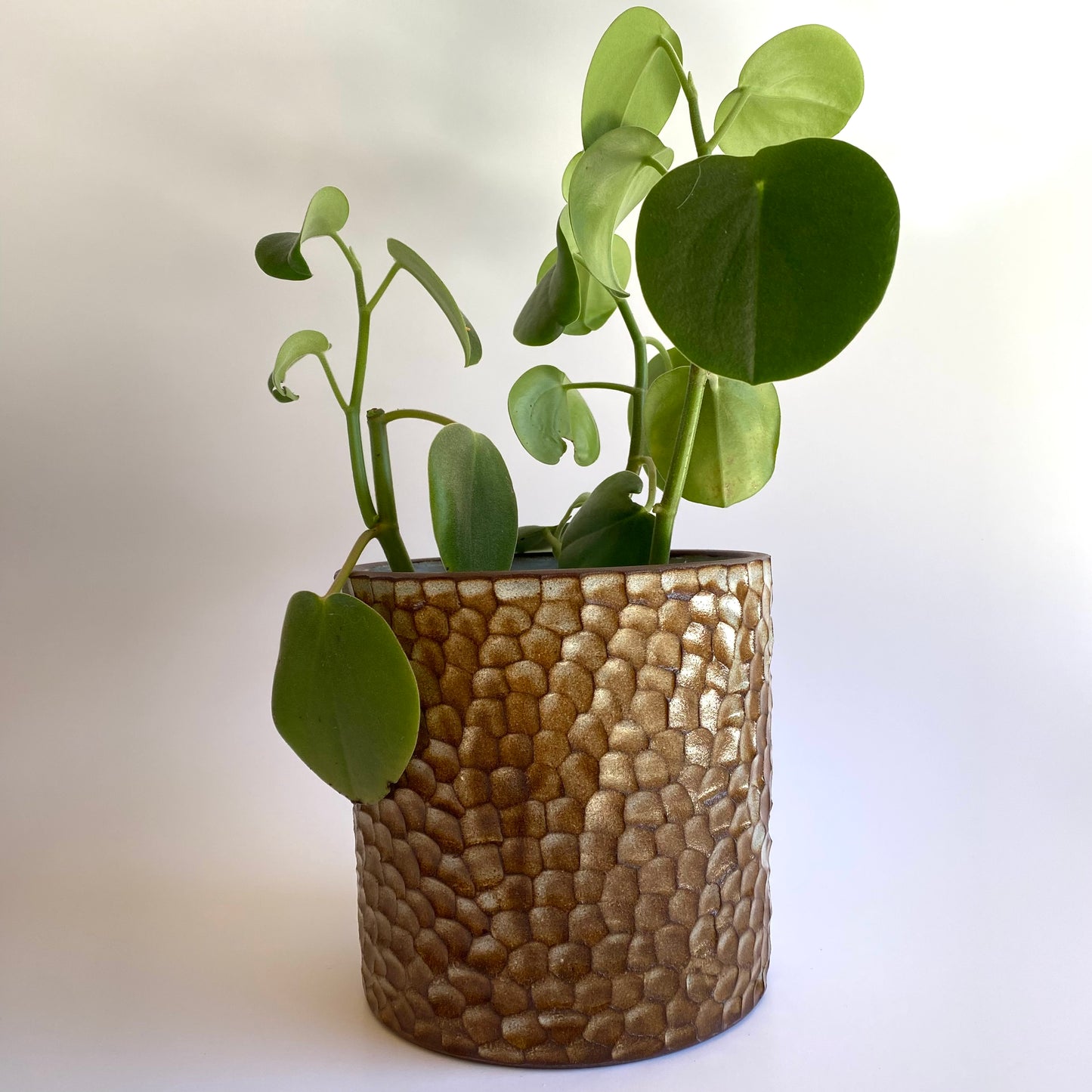Mataī Planter in Creme Caramel