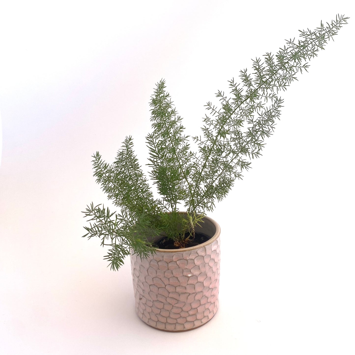 Small Mataī Planter in Blush