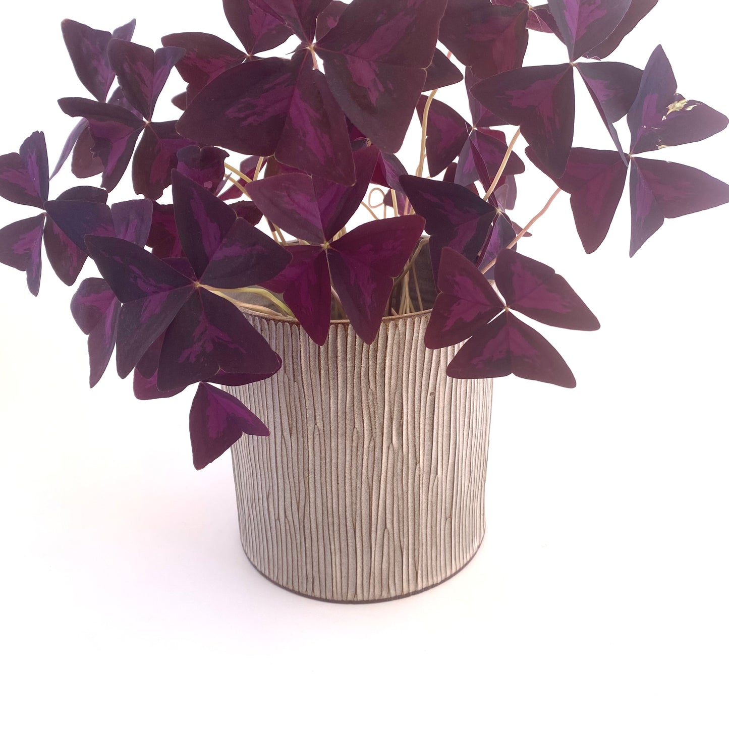 Large Bamboo Planter in Blush